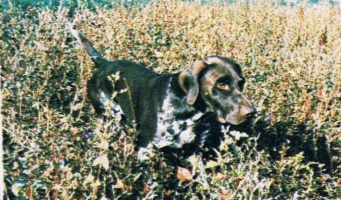 Norma vd Kievitsham | German Shorthaired Pointer 