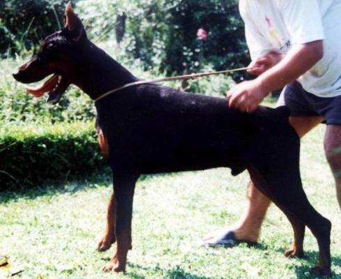 Graaf Iridium v. Neêrlands Stam | Black Doberman Pinscher