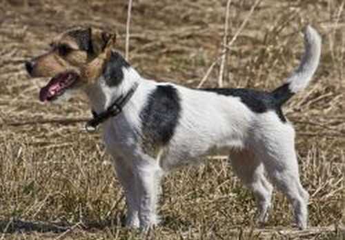 ESPECIAL EBONY OF JACK'S PARADISE | Jack Russell Terrier 