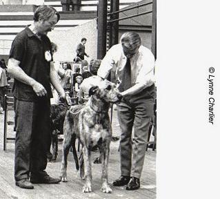 Eaglescrag Keady | Irish Wolfhound 