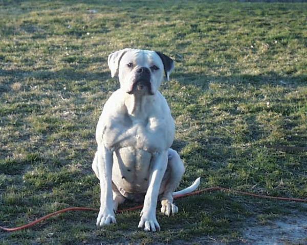 Georgia's Magnolia Joy(AmericanBulldog) | Olde English Bulldogge 