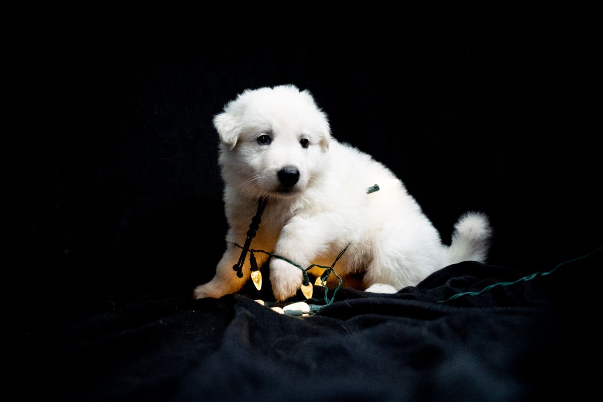 Hula Moon's Bacardi | White Swiss Shepherd Dog 