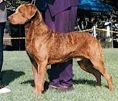 Quailridge's Kodiak Attack | Chesapeake Bay Retriever 