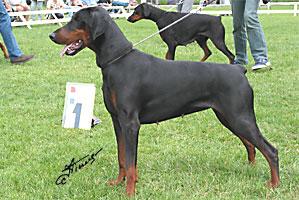 Gravin Ives v. Neerlands Stam | Black Doberman Pinscher