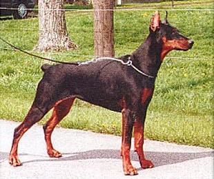 Talitha v. Franckenhorst | Black Doberman Pinscher