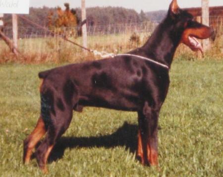 Onyx v. Gaxhardter Wald | Black Doberman Pinscher