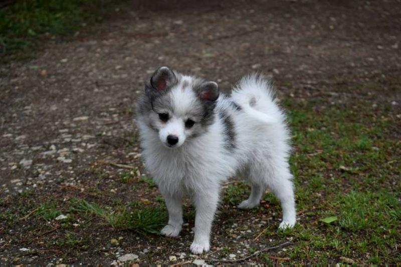 Kristin Kreuk Danube Dwarf | German Spitz 