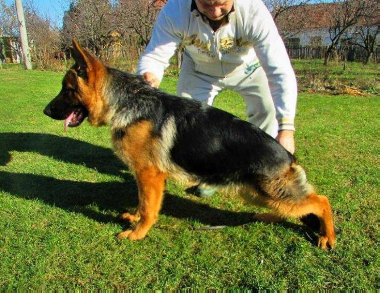 RISSCO vom BASTAW | German Shepherd Dog 