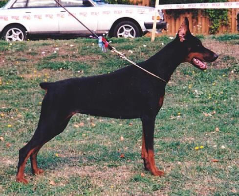 Alison v. Adlercrest | Black Doberman Pinscher