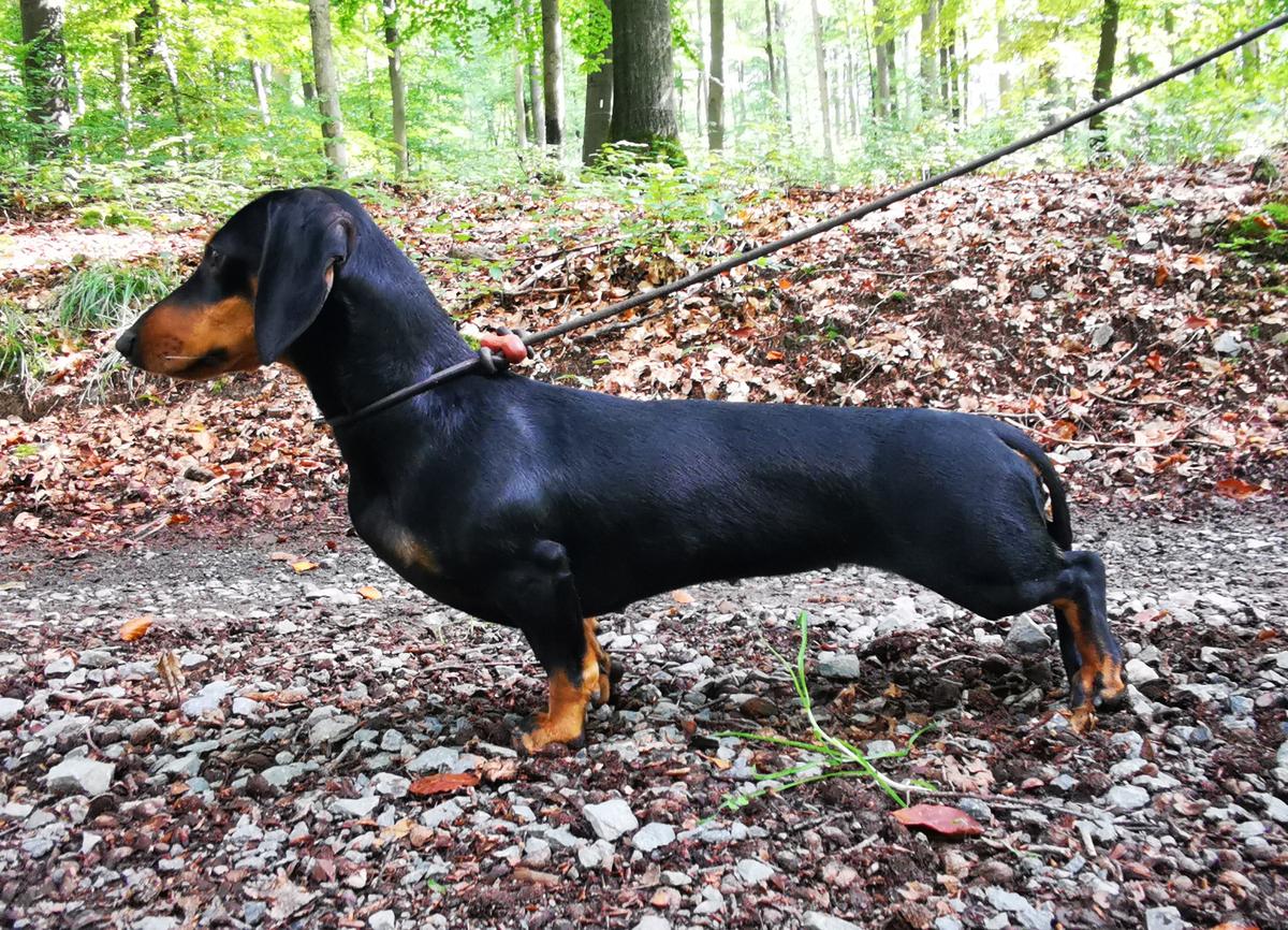 Grandel vom Brexbach FCI | Dachshund 