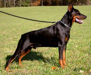 Balou v. Ferrenberg | Black Doberman Pinscher