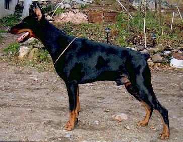 Petrus-Giro de Diemar | Black Doberman Pinscher