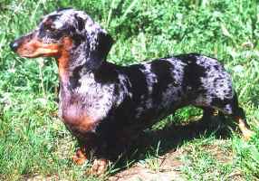 Golden Dakshaund Normandia | Dachshund 