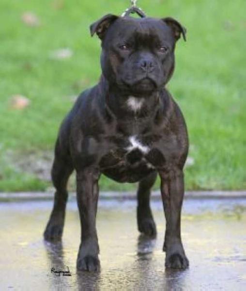 CASHALEE CHARMER AT CROSSGUNS CH | Staffordshire Bull Terrier 