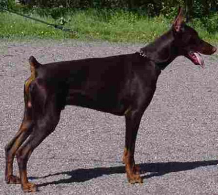 Triton Betelges | Brown Doberman Pinscher