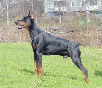 Ulee Daway Betelges | Black Doberman Pinscher