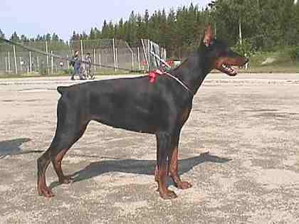 Ulrike Ully Betelges | Black Doberman Pinscher