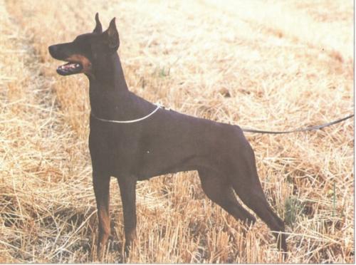 Platek's Black Barabella | Black Doberman Pinscher