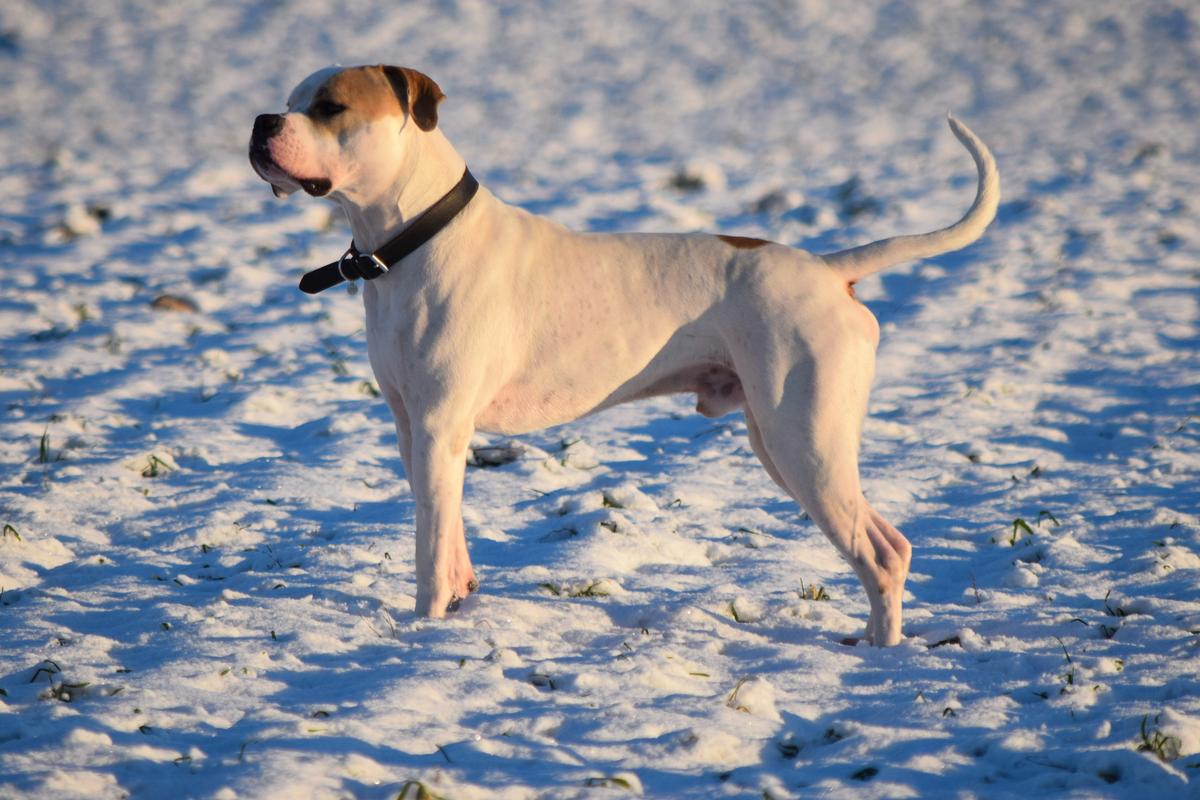 Loony Bulldogs Cypress | American Bulldog 