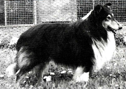 Rhodelands Boy | Rough Collie 