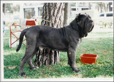 VENAFRO di Ardea | Neapolitan Mastiff 