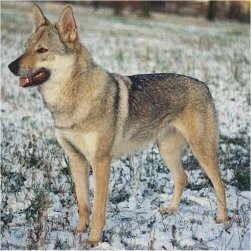 Dina Z Banista | Czechoslovakian Wolfdog 