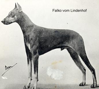 Falko v. Lindenhof (AKC SBA 107402) | Black Doberman Pinscher