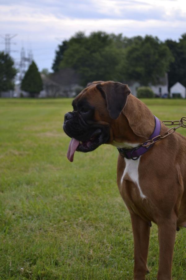 Kaiserin "Zilah" Vom Winn Creek | Boxer 