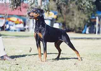 HAGGITH De La Barque De L'Esprit | German Pinscher 