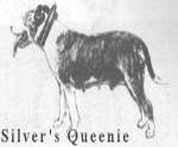 Silver's Queenie | Staffordshire Bull Terrier 