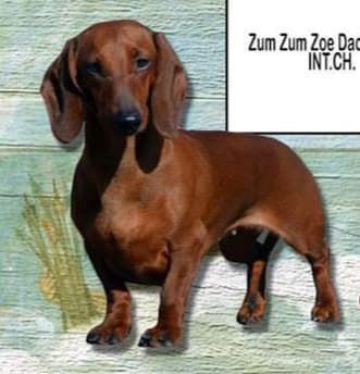 Zum Zum Zoe Dachsmania | Dachshund 