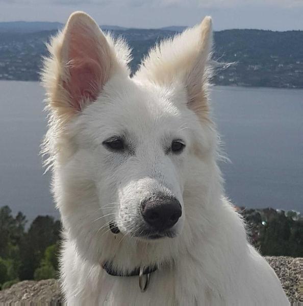 Albus Lupus Ri-Ca Ember "Varde" | White Swiss Shepherd Dog 