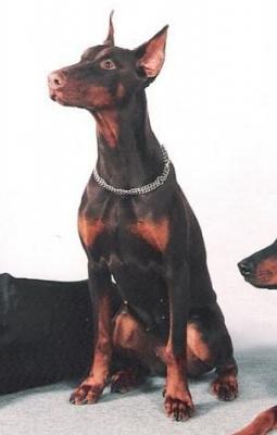 Nova v. Barbarossa | Brown Doberman Pinscher