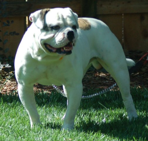 OSB's Main Xehbit | Olde English Bulldogge 