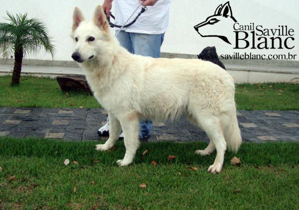 Attena Awa Reine Sunrise da Serra | White Swiss Shepherd Dog 