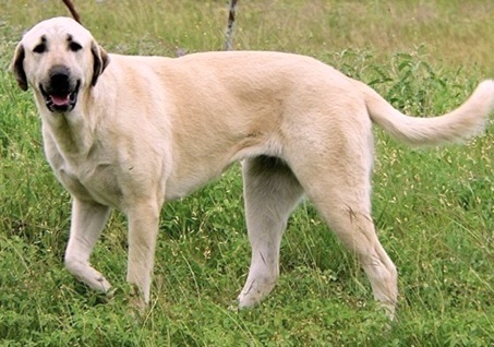 Innana Bethany Bay of Lucky Hit | Anatolian Shepherd Dog 