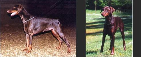 Gravin Hannah v. Neêrlands Stam | Brown Doberman Pinscher