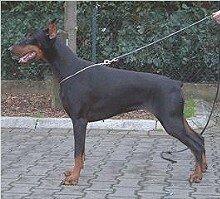 Gravin Holi v. Neêrlands Stam | Black Doberman Pinscher