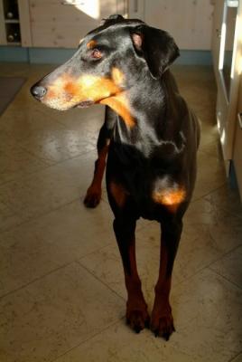 Hertogin Unica v. Stoltenborg | Black Doberman Pinscher