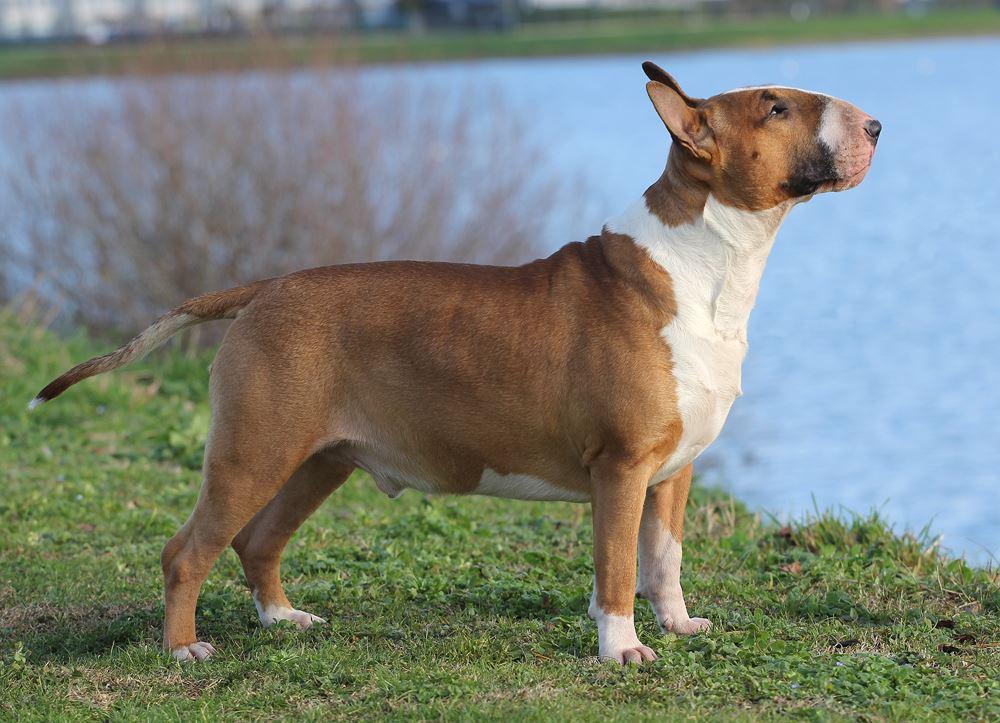 Trick Or Treat New Beginning | Bull Terrier 