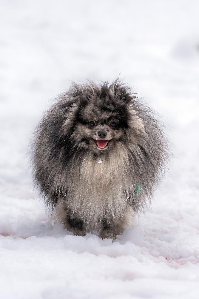 Bax Unique Pretty Stars | German Spitz 