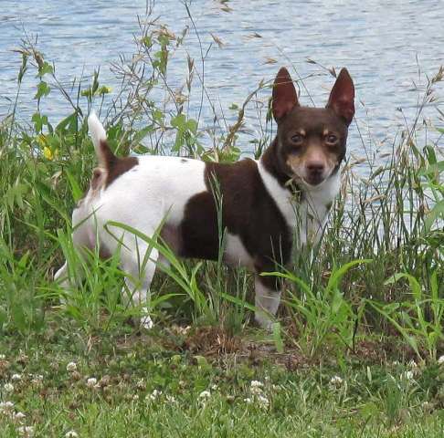 Spike Ortego | Teddy Roosevelt Terrier 