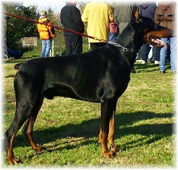 Twister v.d. Erjolihof | Black Doberman Pinscher