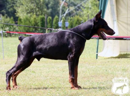 Hudson Hawk v. Jahrestal | Black Doberman Pinscher