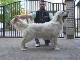 Gala of Goga's Pride | Golden Retriever 