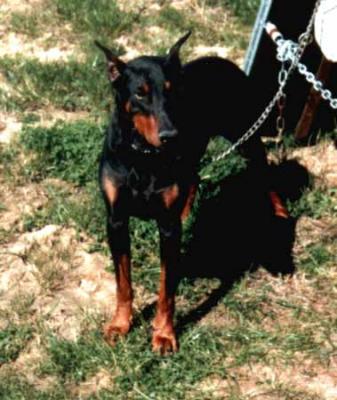 Monty v. Baskerville | Black Doberman Pinscher