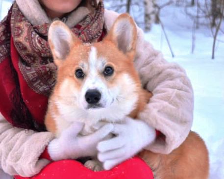 Frei Wind Syrnik | Pembroke Welsh Corgi 