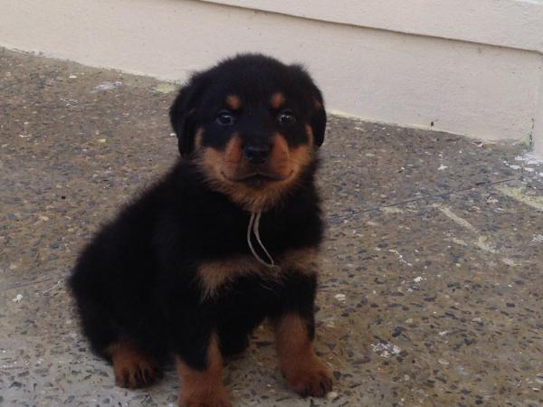 Classicharlie Kholie | Rottweiler 