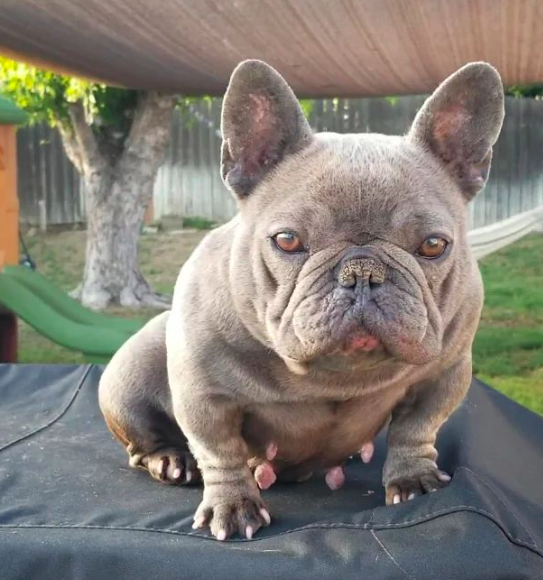 HHB Keke | French Bulldog 