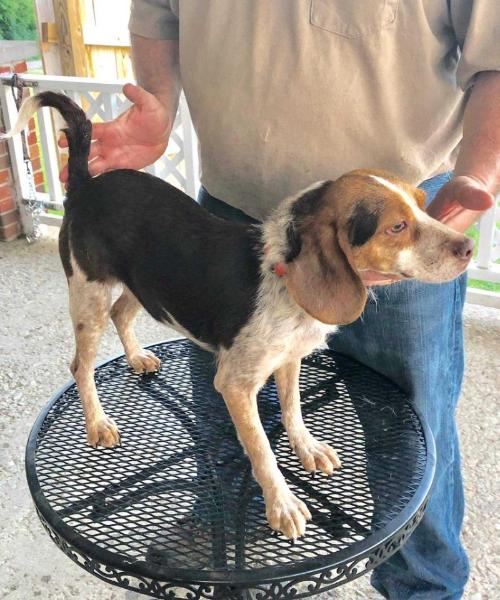 Shepherd's Redtick Penny | Beagle 